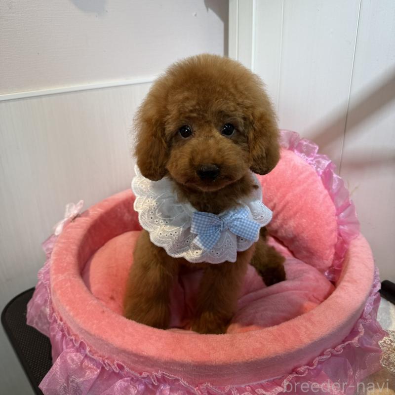 販売中の埼玉県のタイニープードル-397788の2枚目