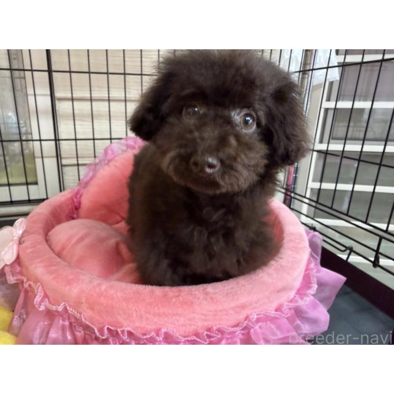 販売中の埼玉県のティーカッププードル-406989の5枚目