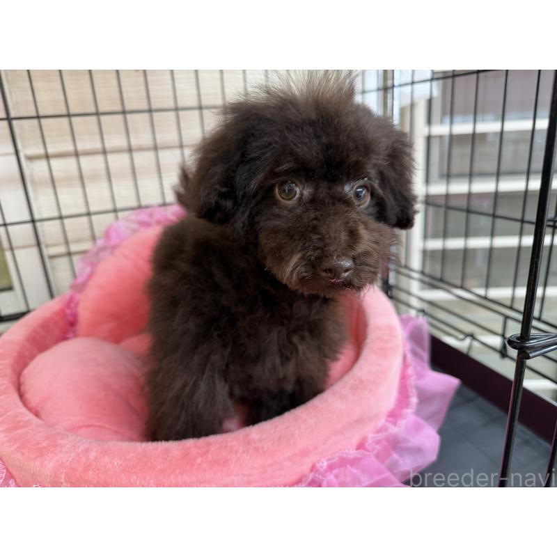 販売中の埼玉県のティーカッププードル-406989の4枚目