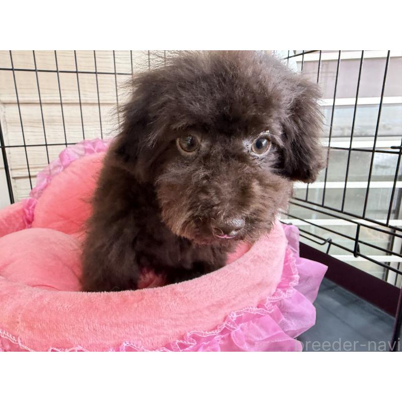 販売中の埼玉県のティーカッププードル-406989の3枚目