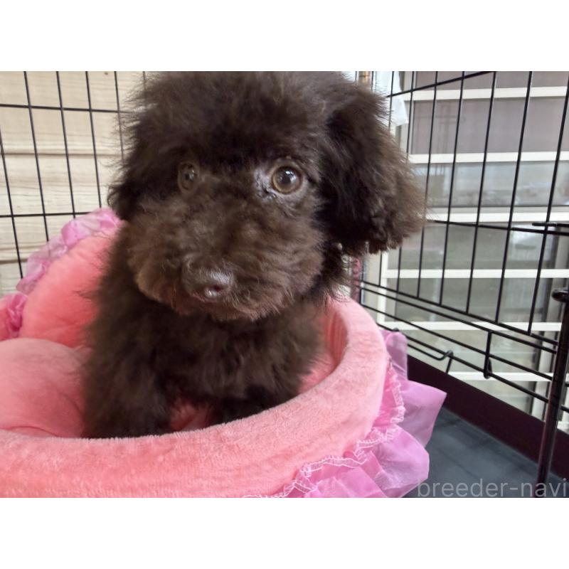 販売中の埼玉県のティーカッププードル-406989の2枚目