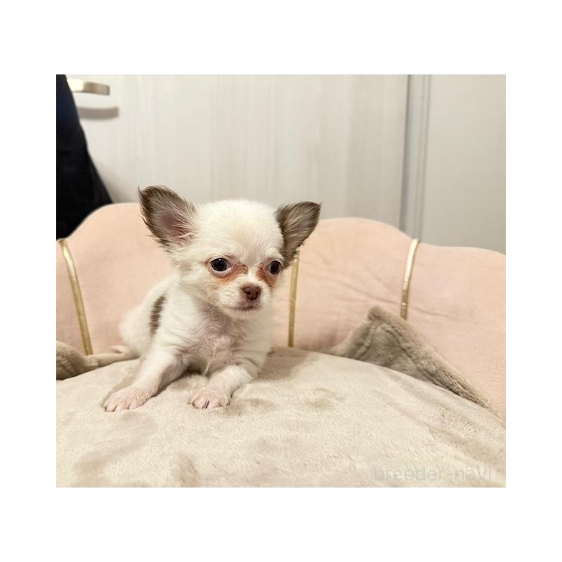 販売中の愛知県のチワワ(ロングコート)-426960の4枚目