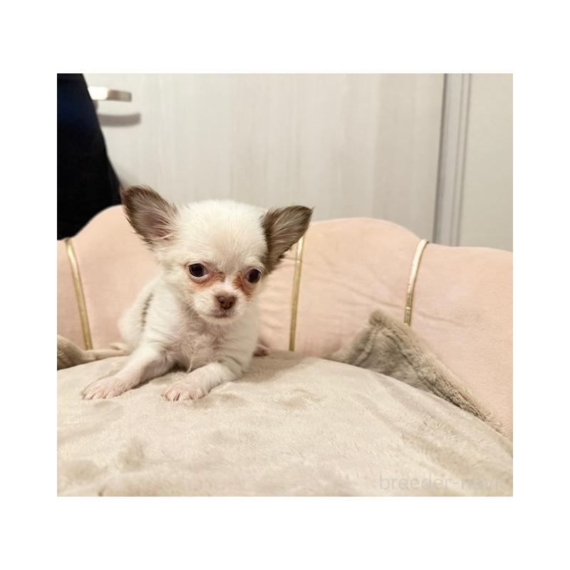 販売中の愛知県のチワワ(ロングコート)-426960の3枚目