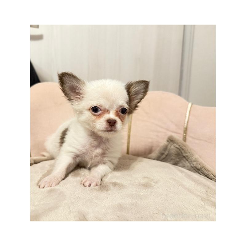 販売中の愛知県のチワワ(ロングコート)-426960の2枚目