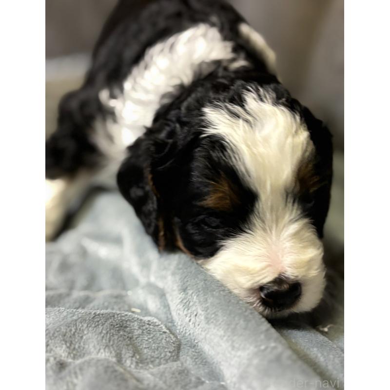 販売中の熊本県のバーニードゥードル:バーニーズ×スタンダードプードル-426872の8枚目