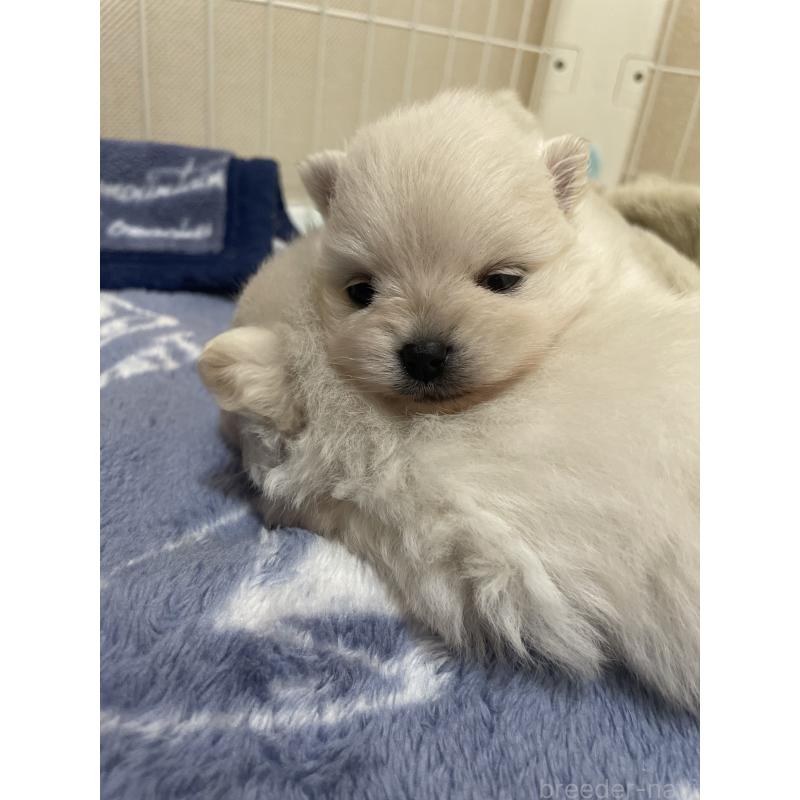 販売中の千葉県のポメラニアン-426988の2枚目