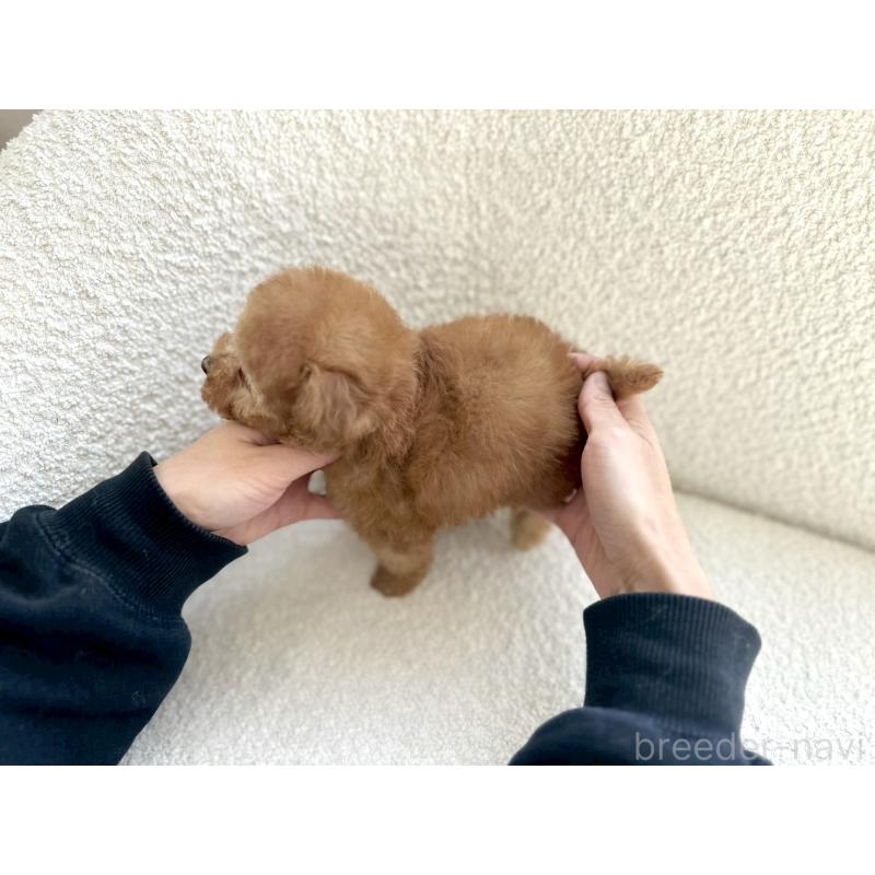 販売中の香川県のティーカッププードル-426987の5枚目