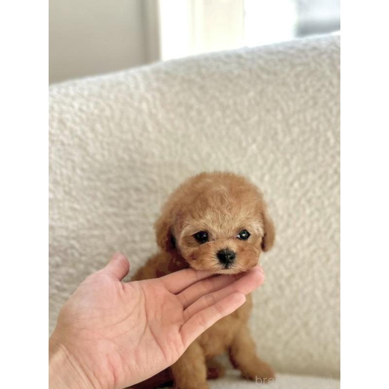 販売中の香川県のティーカッププードル-426987の4枚目