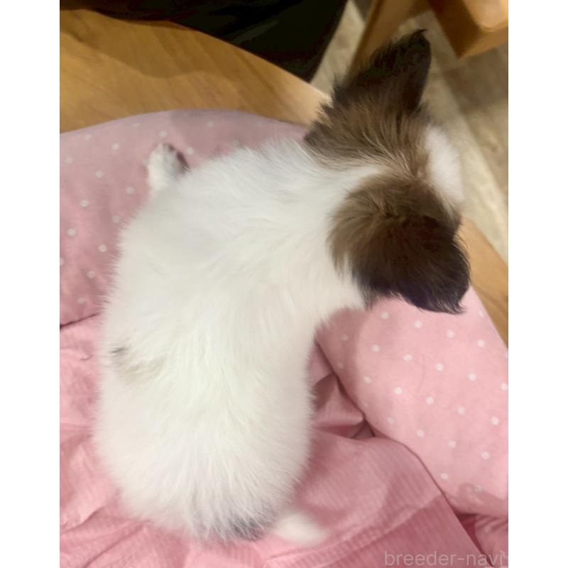 販売中の大阪府のパピヨン-426989の9枚目