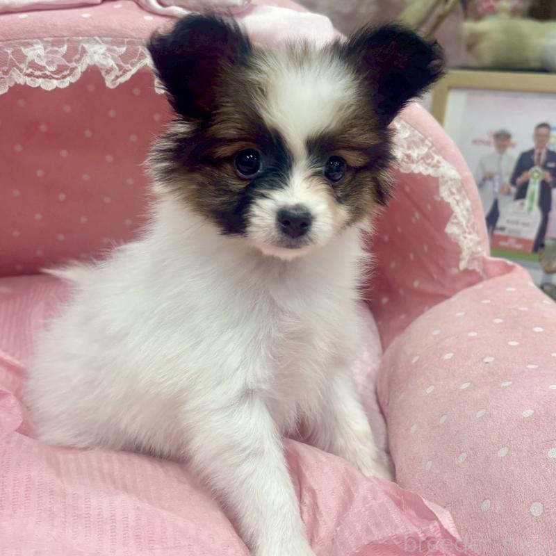 販売中の大阪府のパピヨン-426989の8枚目