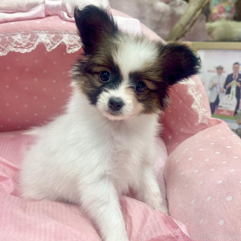 販売中の大阪府のパピヨン-426989の7枚目