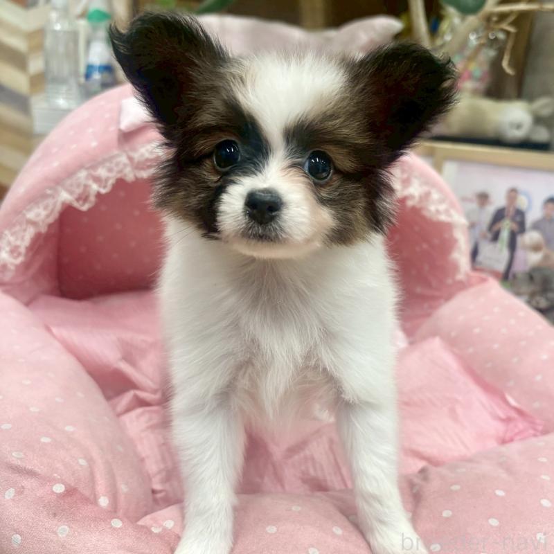 販売中の大阪府のパピヨン-426989の6枚目