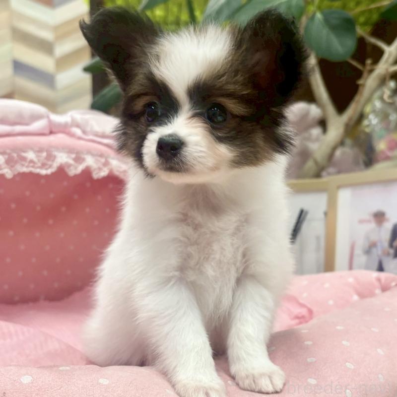 販売中の大阪府のパピヨン-426989の5枚目