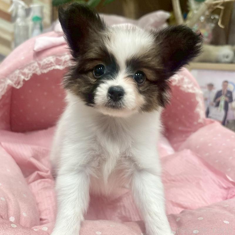 販売中の大阪府のパピヨン-426989の4枚目