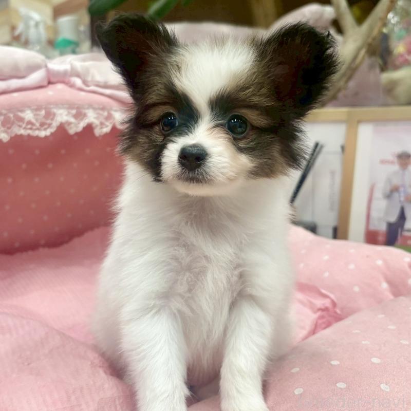 販売中の大阪府のパピヨン-426989の3枚目