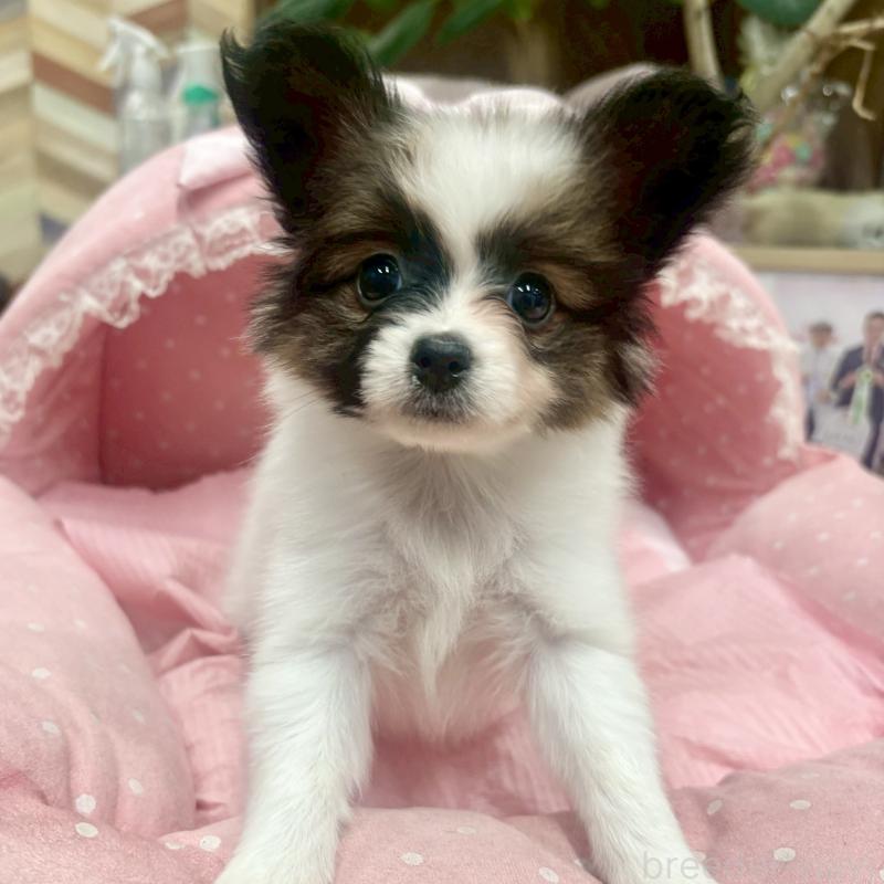 販売中の大阪府のパピヨン-426989の2枚目