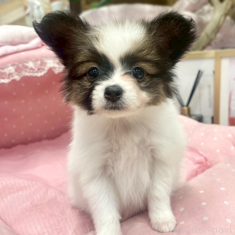 販売中の大阪府のパピヨン-426989