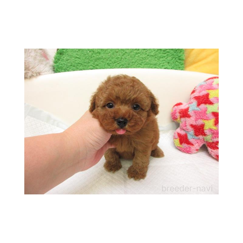 販売中の大阪府のトイプードル-426992の2枚目