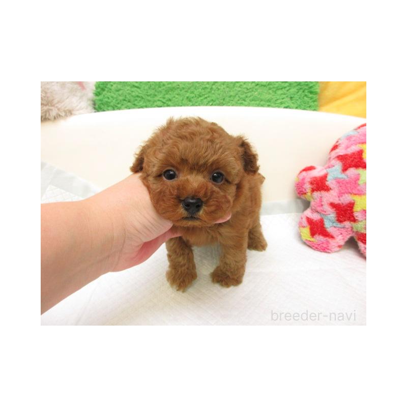 販売中の大阪府のトイプードル-426992の1枚目