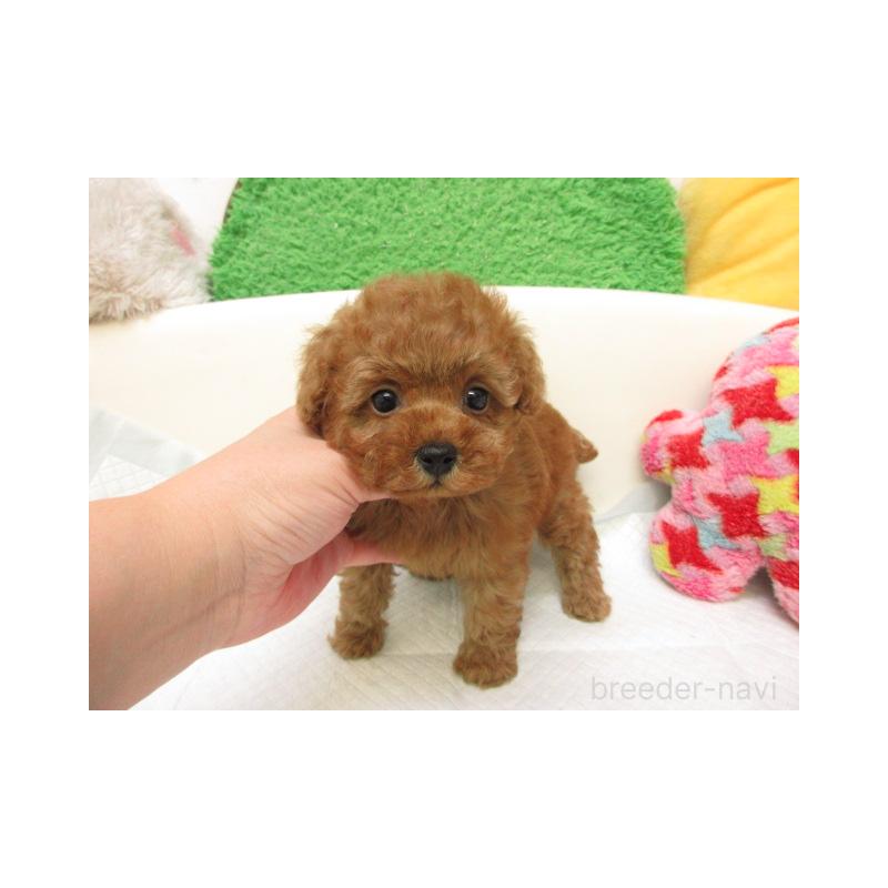 販売中の大阪府のトイプードル-426993の2枚目