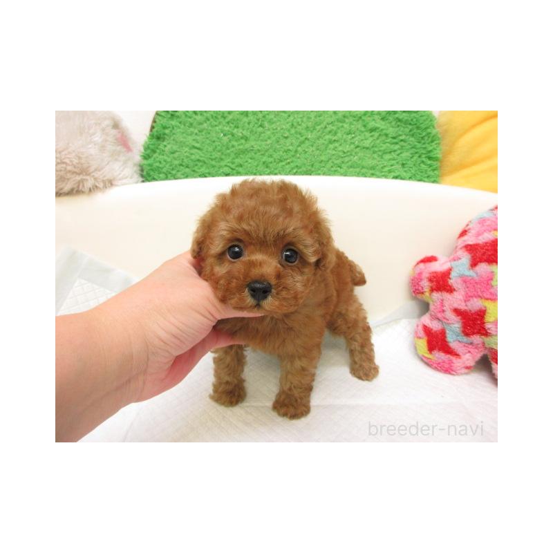 販売中の大阪府のトイプードル-426993