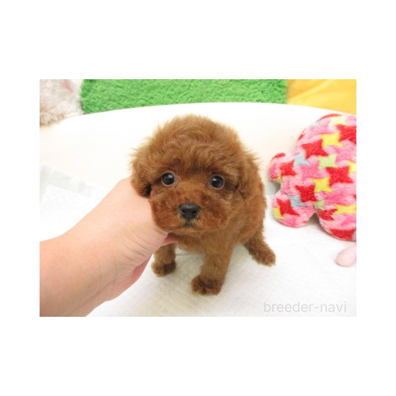 販売中の大阪府のトイプードル-426994の2枚目