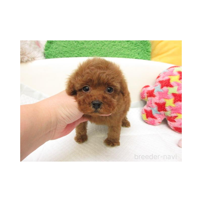 販売中の大阪府のトイプードル-426994