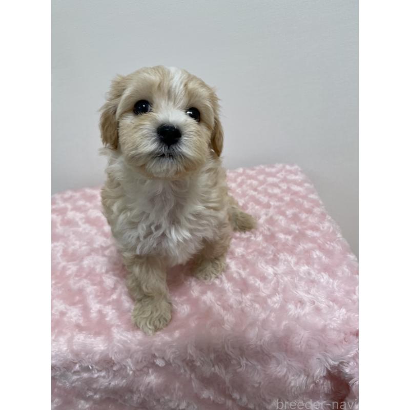 販売中の福岡県のミックス犬-427005の6枚目