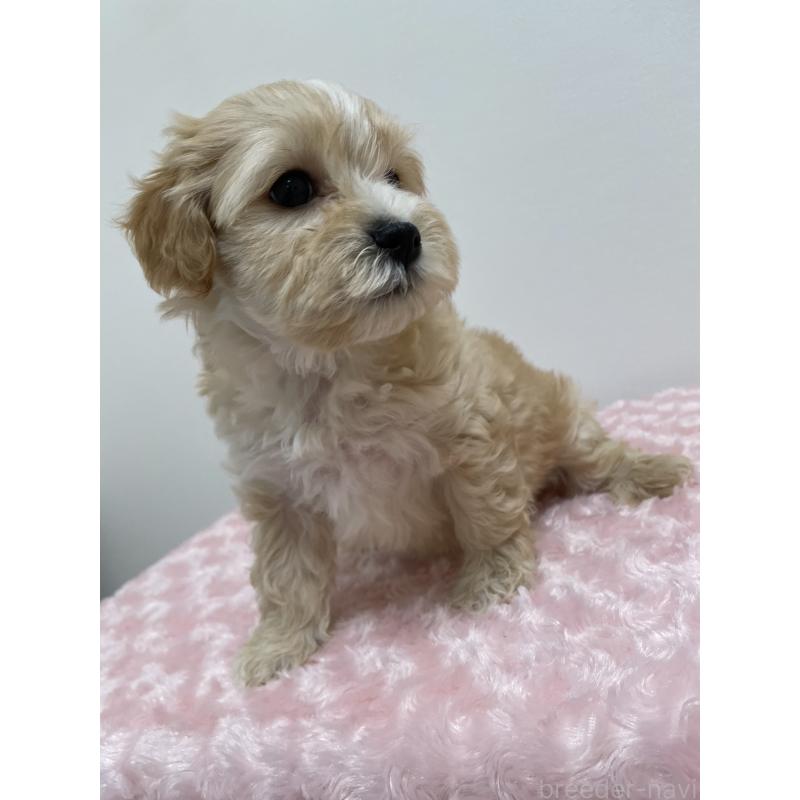 販売中の福岡県のミックス犬-427005の5枚目