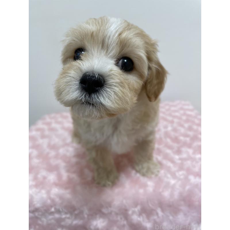 販売中の福岡県のミックス犬-427005の4枚目