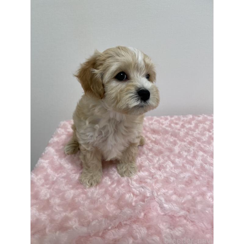 販売中の福岡県のミックス犬-427005の3枚目