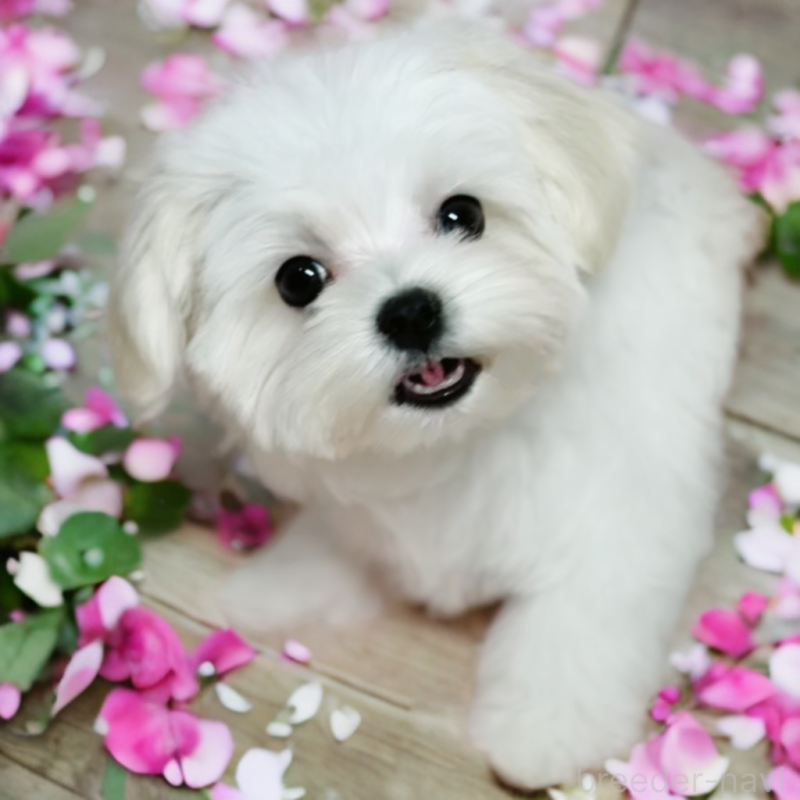 成約済ののマルチーズ-414275