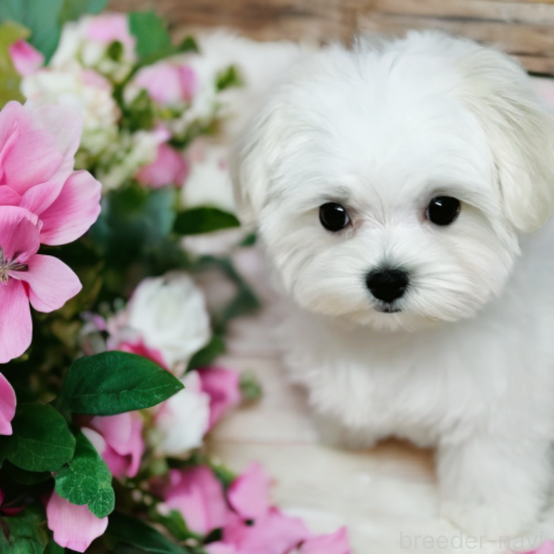 成約済の岐阜県のマルチーズ-414275の5枚目