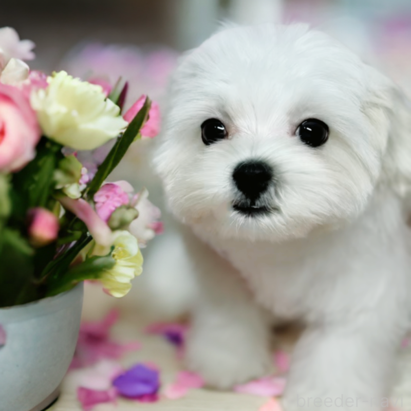 成約済の岐阜県のマルチーズ-414275の3枚目