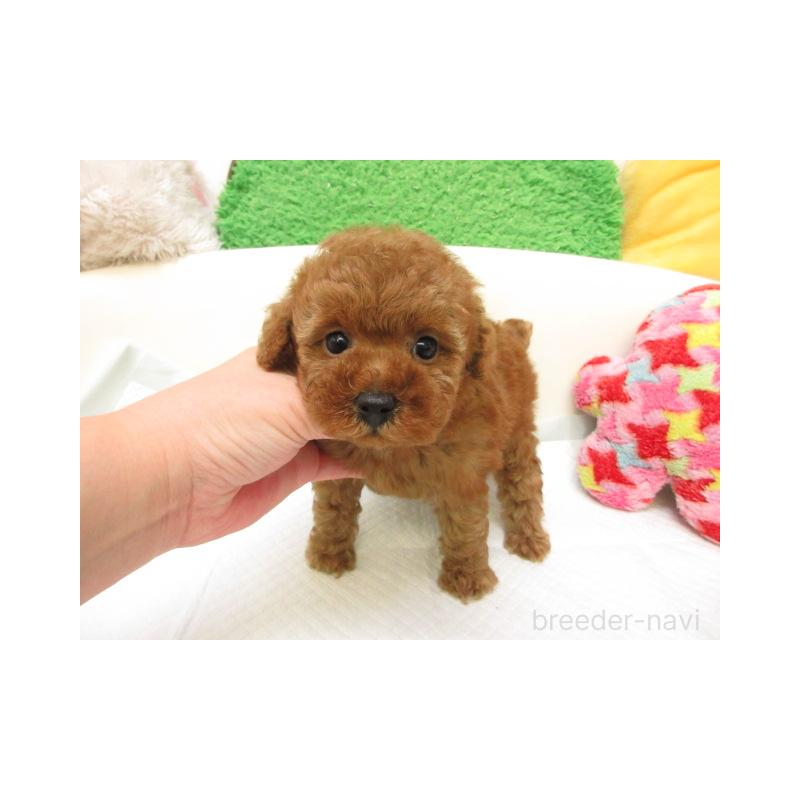 販売中の大阪府のトイプードル-426995の2枚目