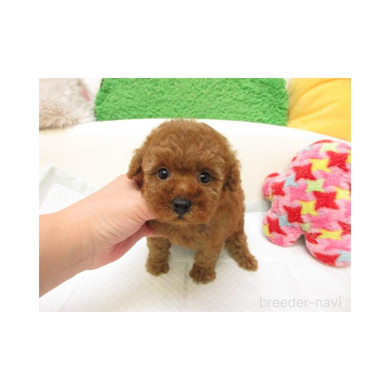 販売中の大阪府のトイプードル-426995