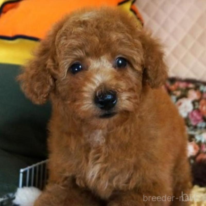 販売中の大阪府のトイプードル-426997の1枚目