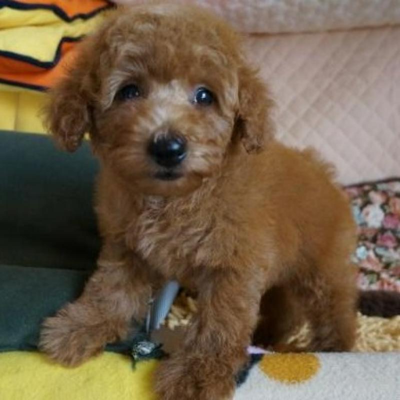 販売中の大阪府のトイプードル-426997の5枚目