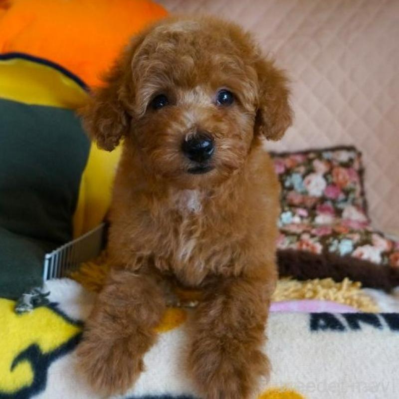 販売中の大阪府のトイプードル-426997の4枚目