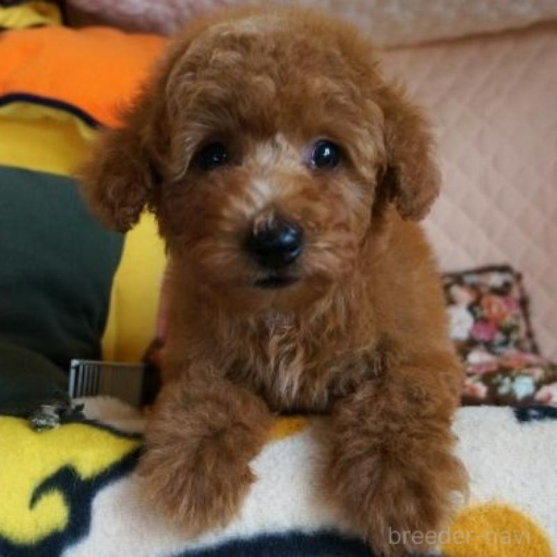 販売中の大阪府のトイプードル-426997の3枚目