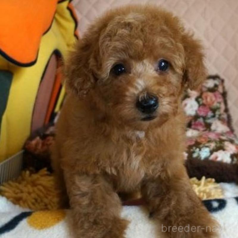 販売中の大阪府のトイプードル-426997の2枚目