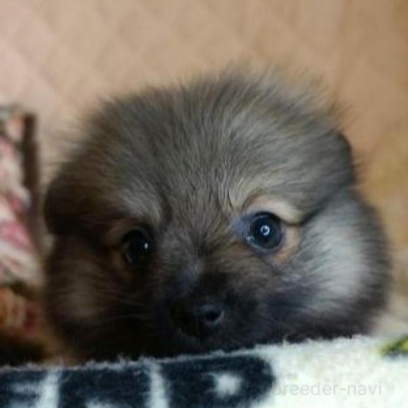 販売中の大阪府のポメラニアン-426998