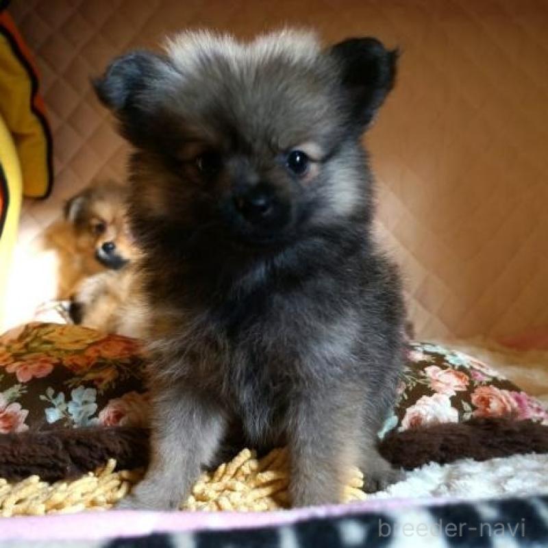 販売中の大阪府のポメラニアン-426998の5枚目