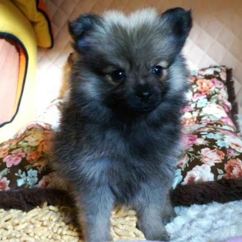 販売中の大阪府のポメラニアン-426998の4枚目