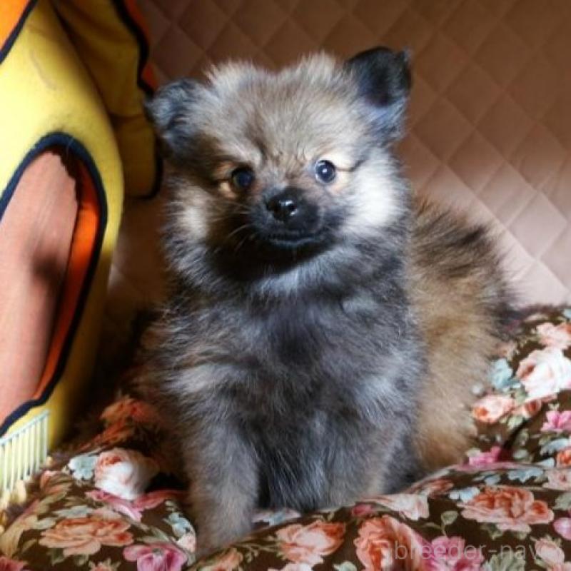 販売中の大阪府のポメラニアン-426998の3枚目