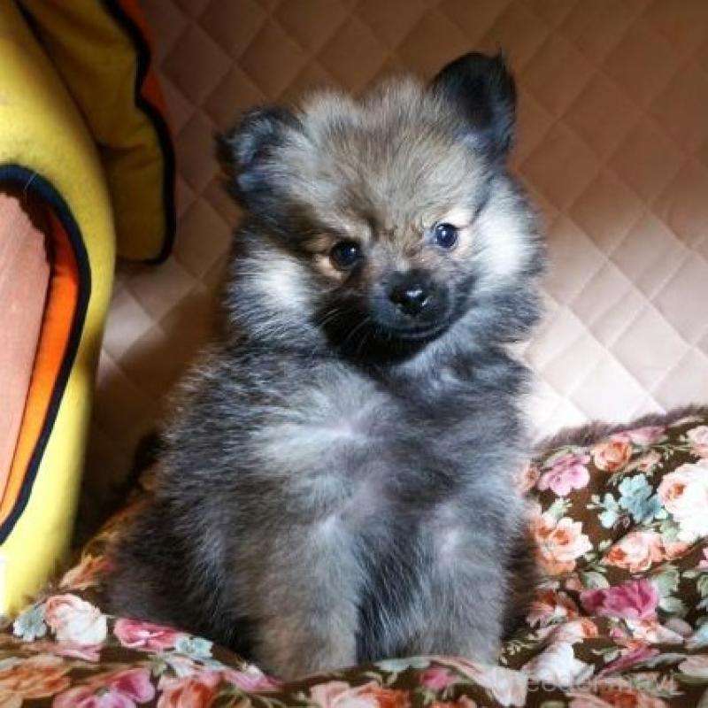 販売中の大阪府のポメラニアン-426998の2枚目