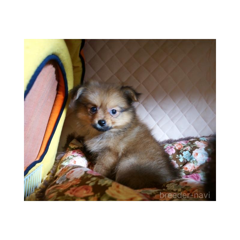 販売中の大阪府のポメラニアン-427000の5枚目