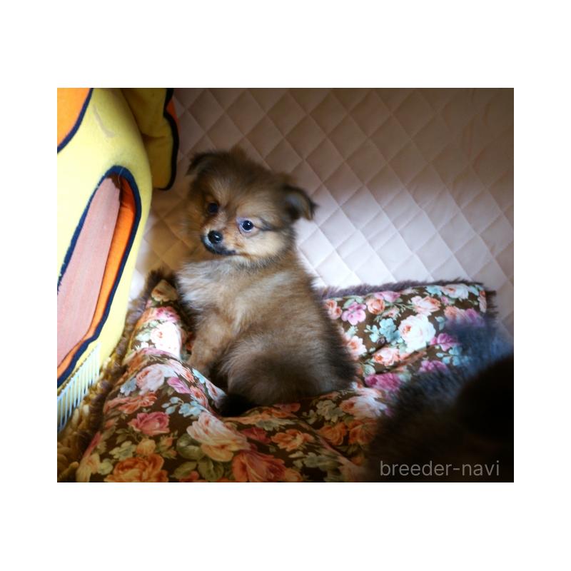 販売中の大阪府のポメラニアン-427000の4枚目