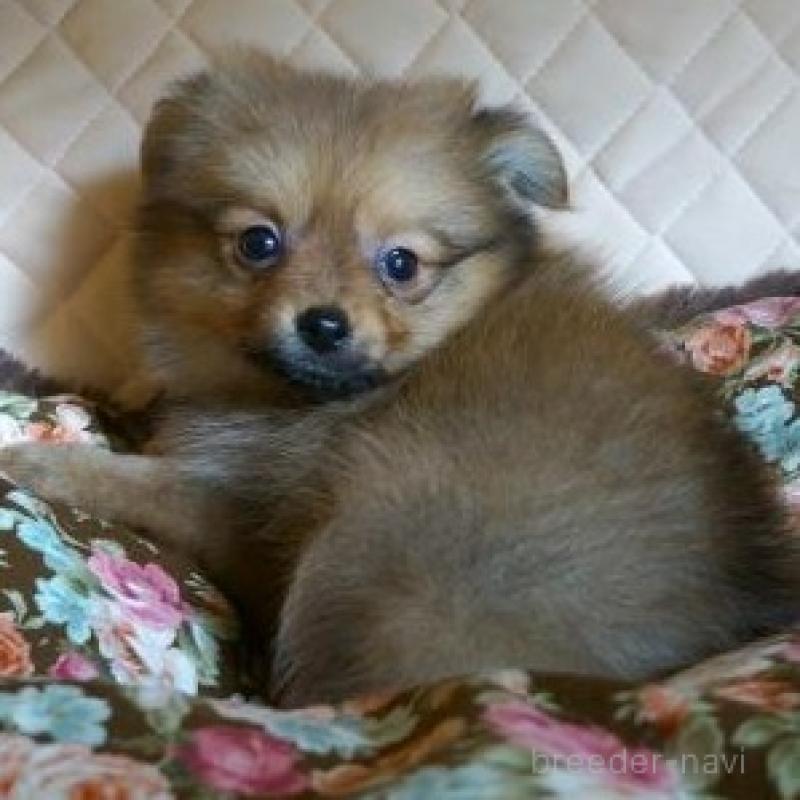 販売中の大阪府のポメラニアン-427000の1枚目