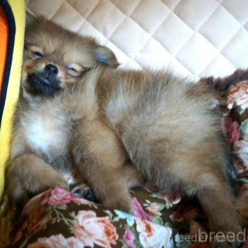 販売中の大阪府のポメラニアン-427000の3枚目